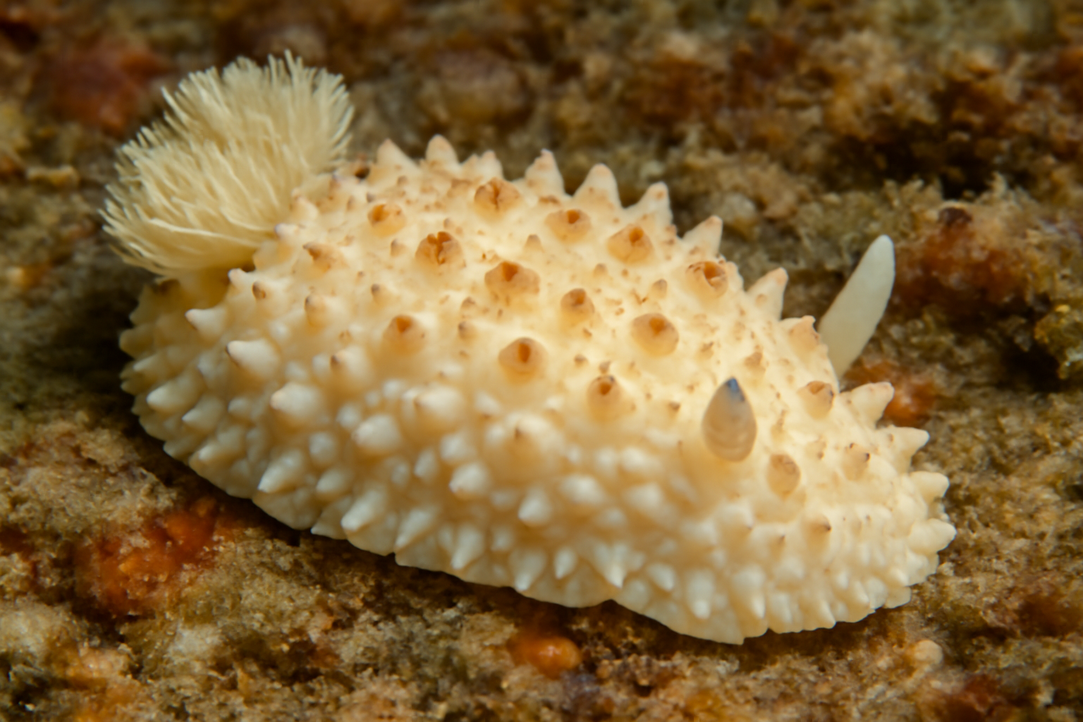 Western Australian Dendoricella