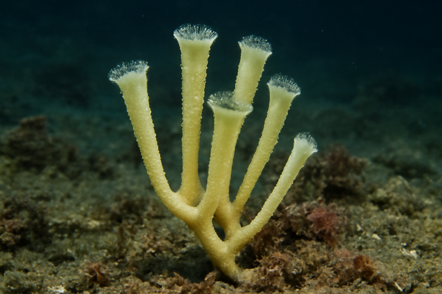 Esperiopsis challengeri