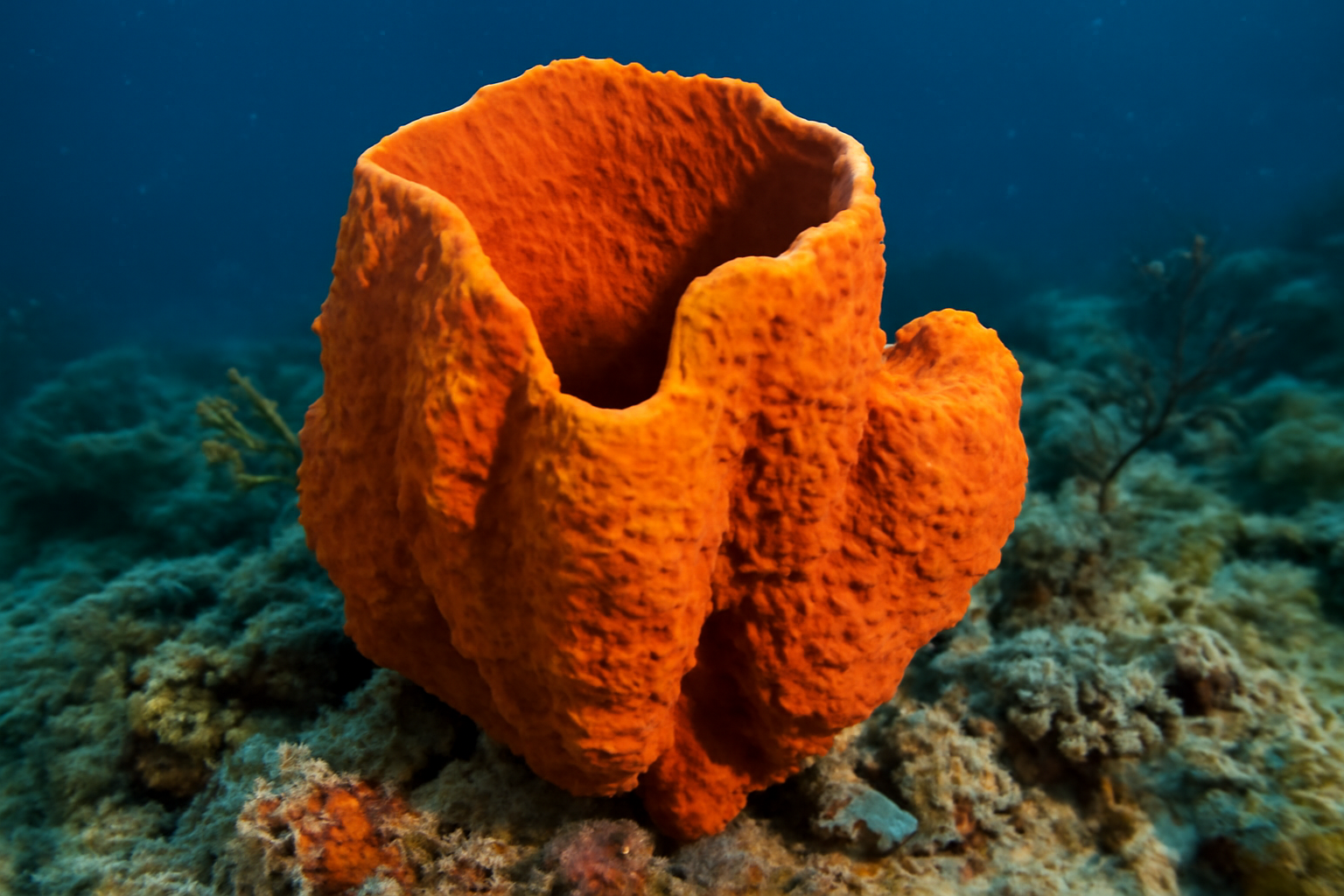 Caribbean orange sponge