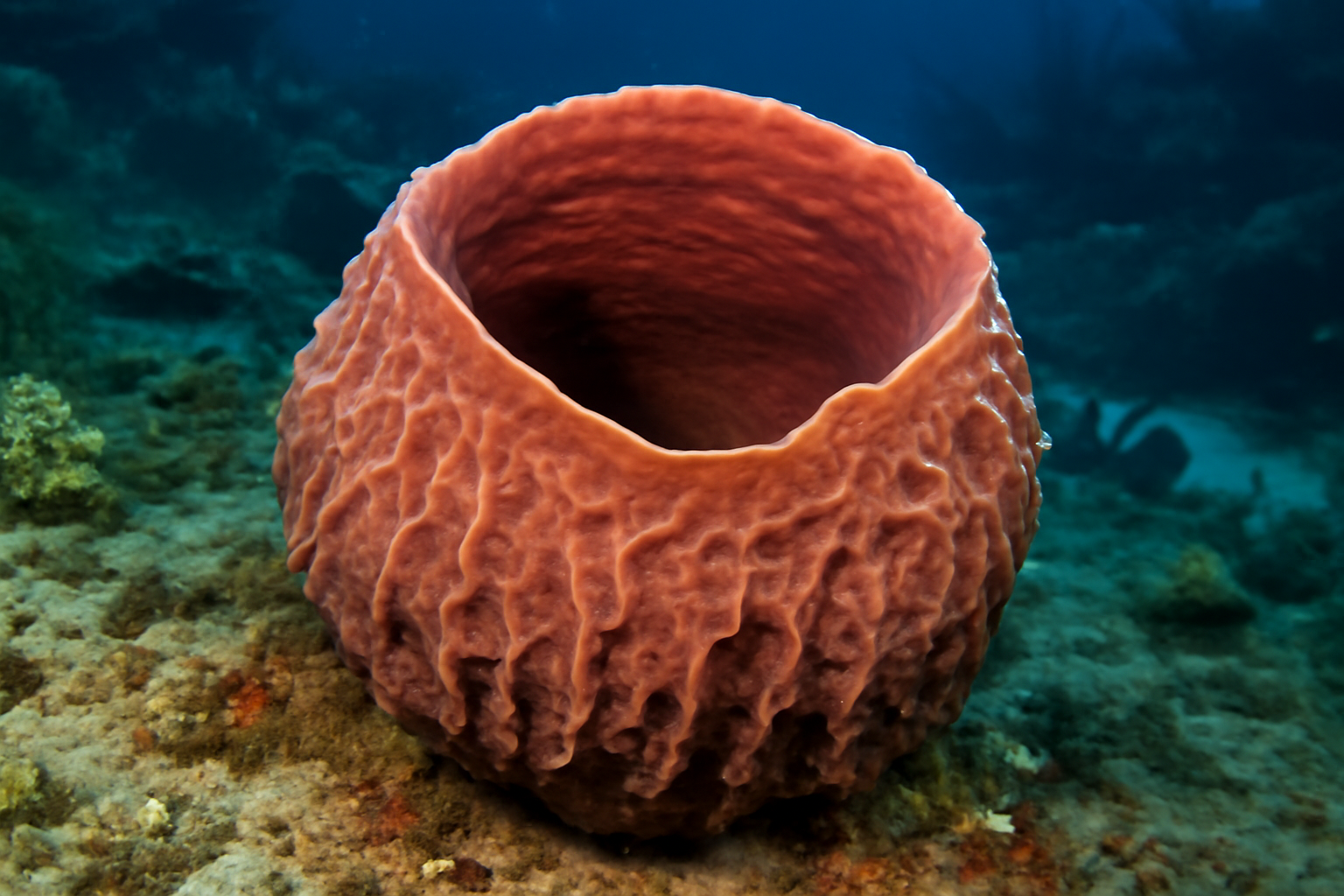 Puerto Rican sponge