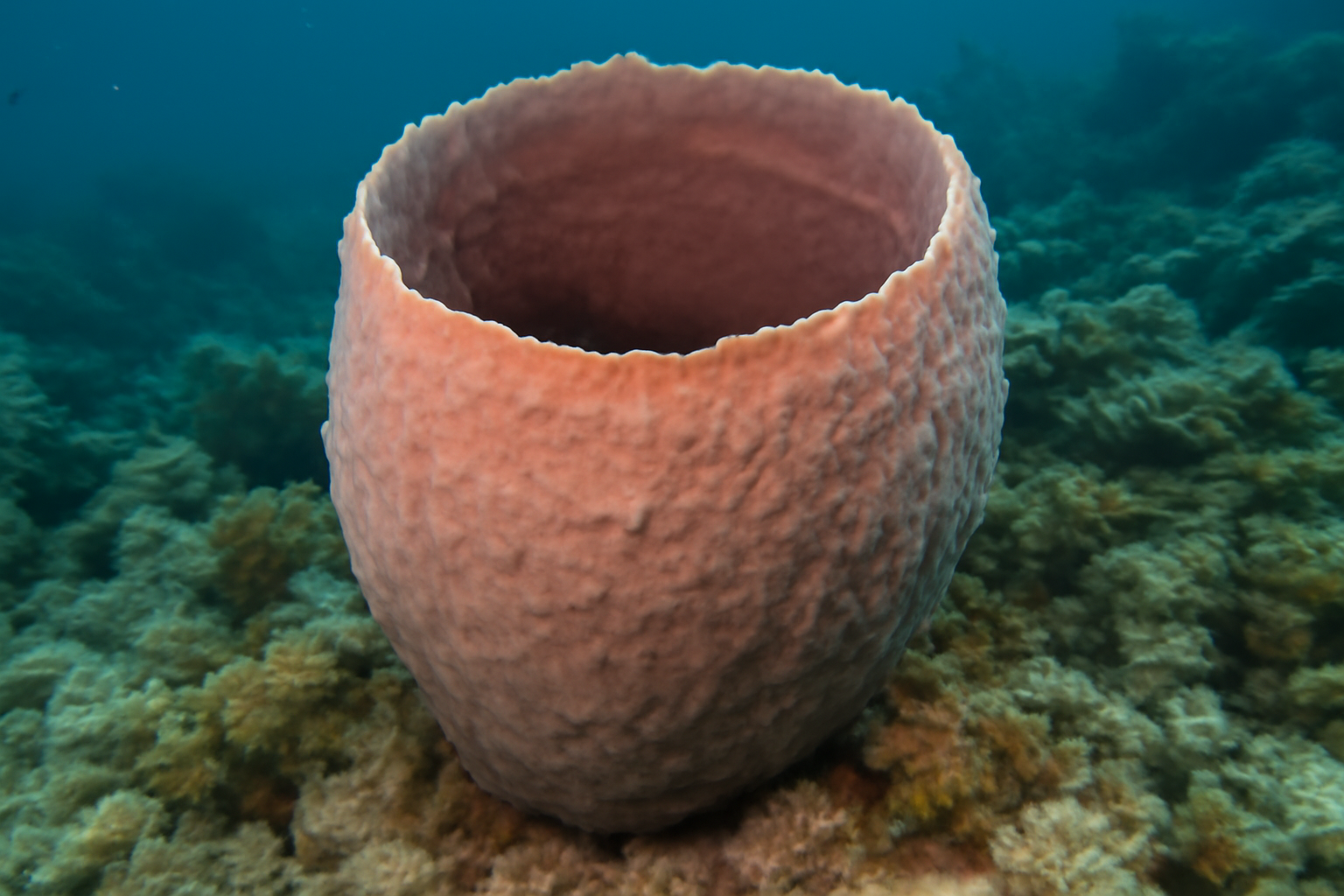 West Indian sponge