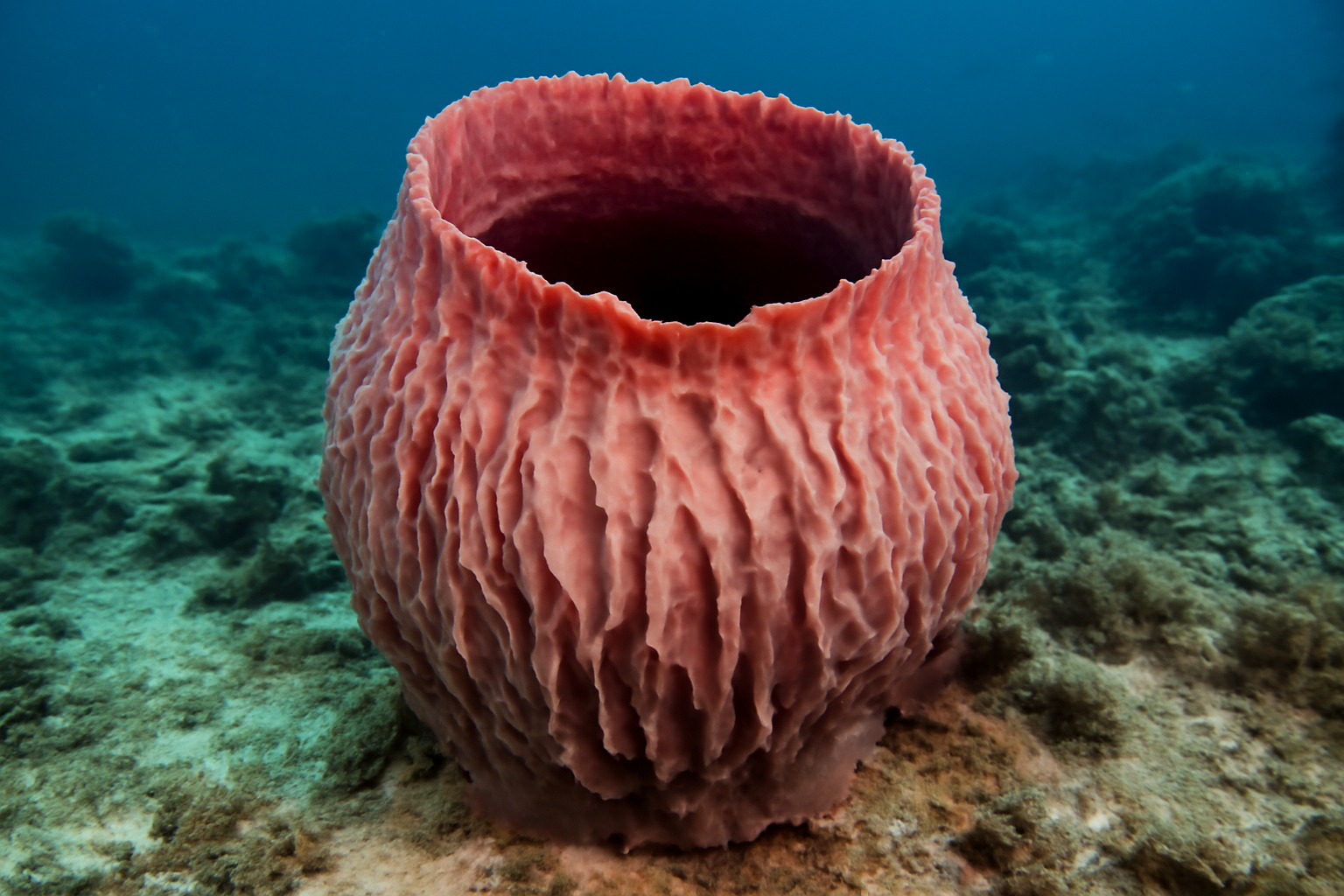 Queensland Sponge