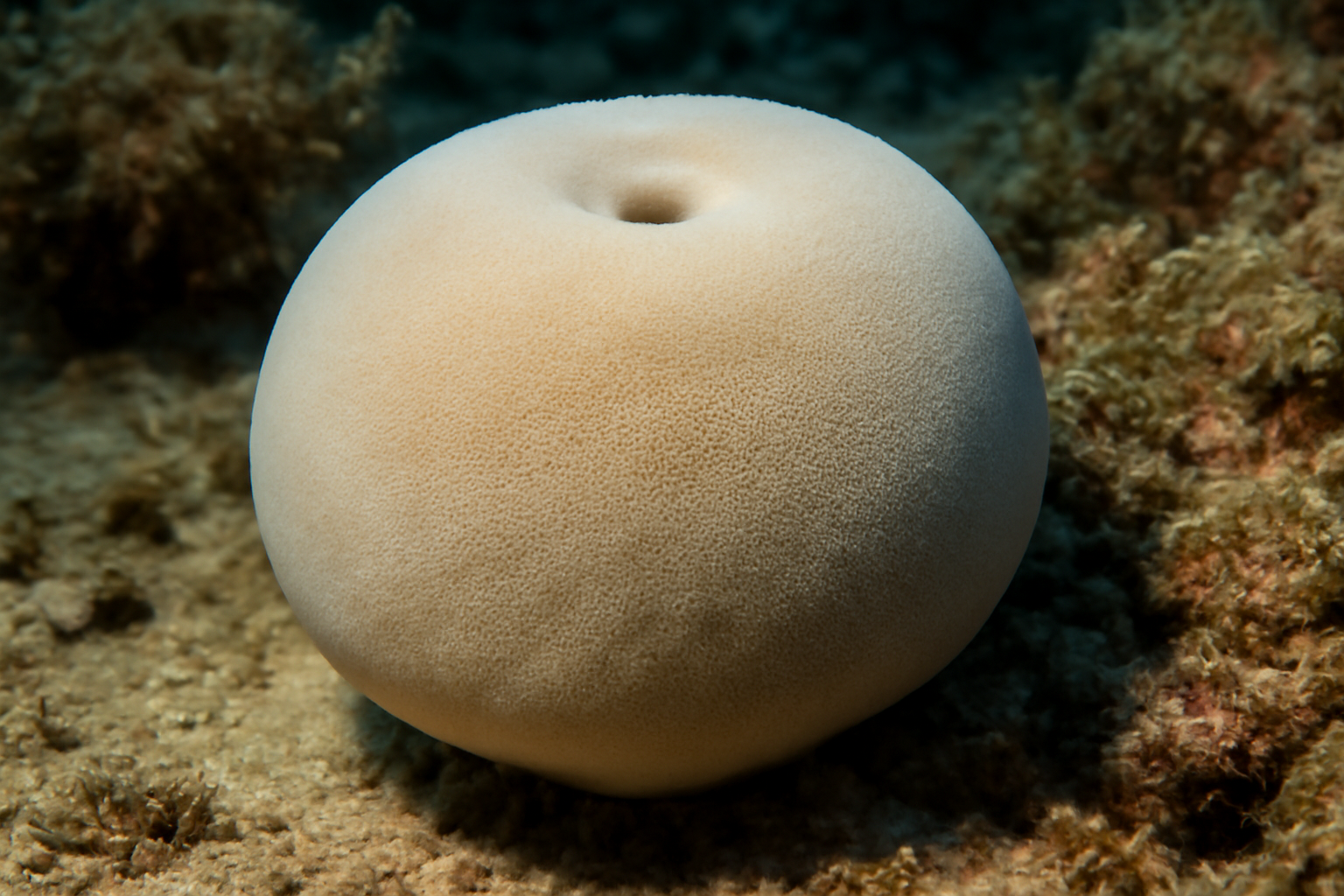 Compact Sponge