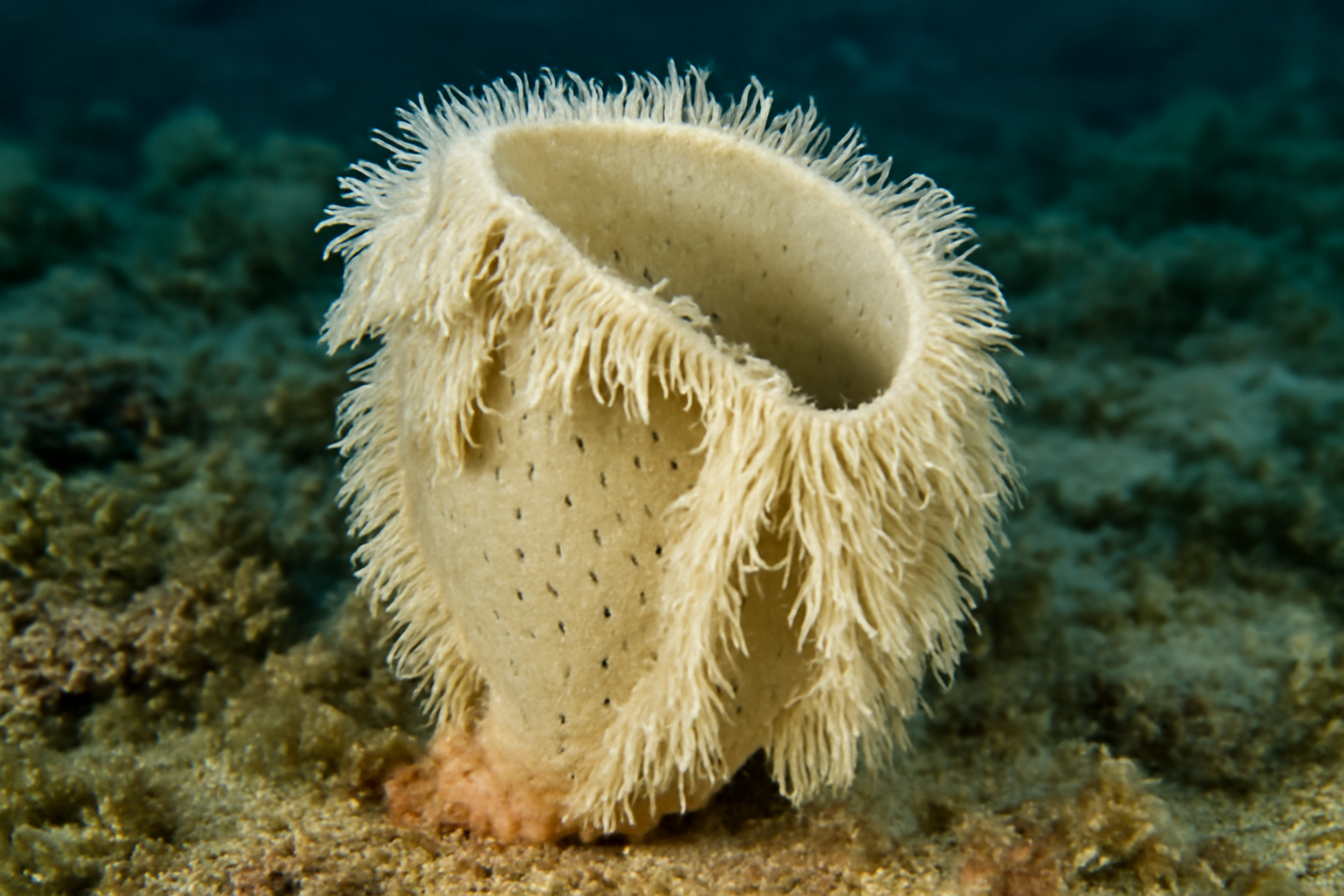 Fringed Sponge