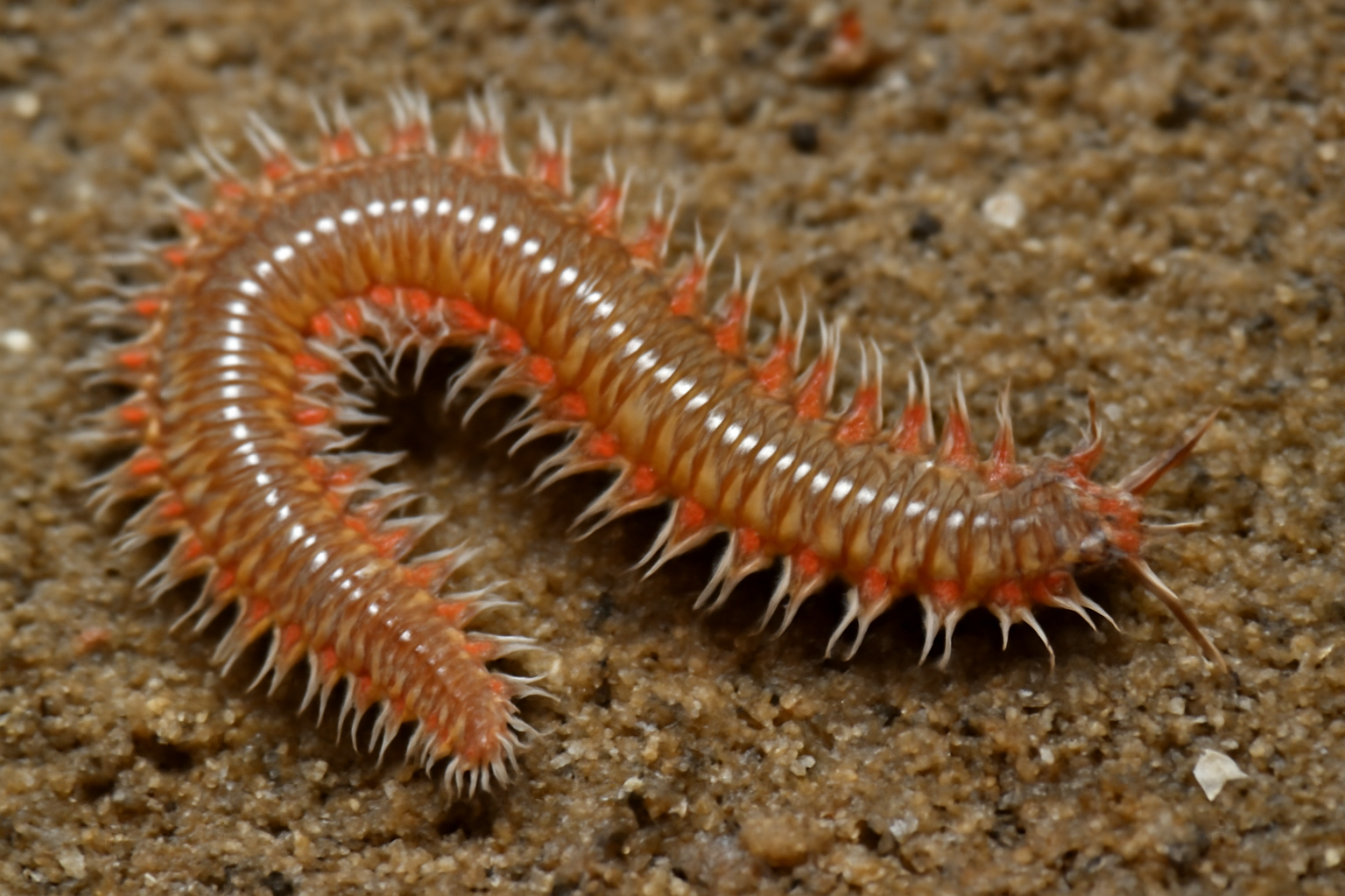 Polychaete Worm