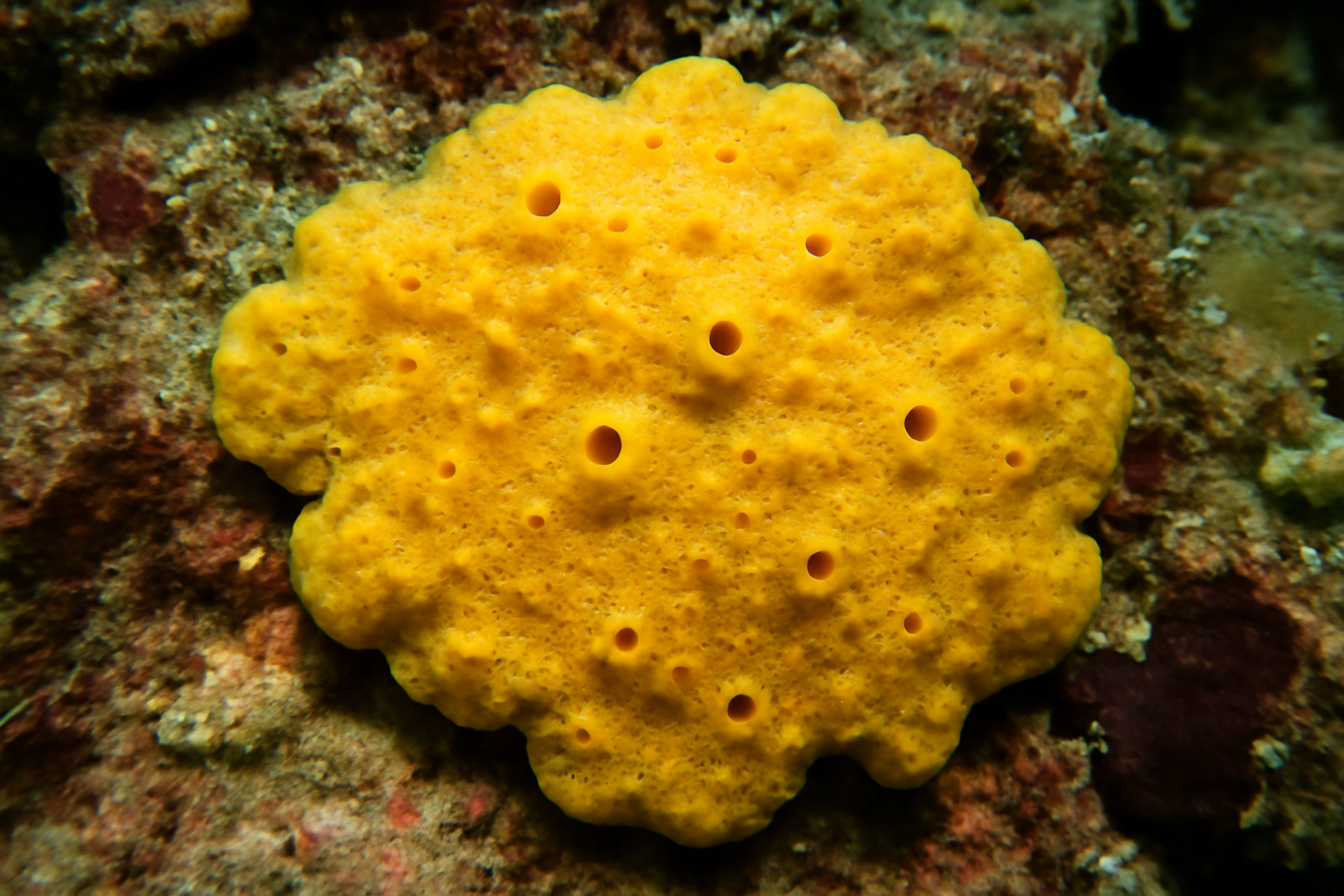 Yellow Encrusting Sponge