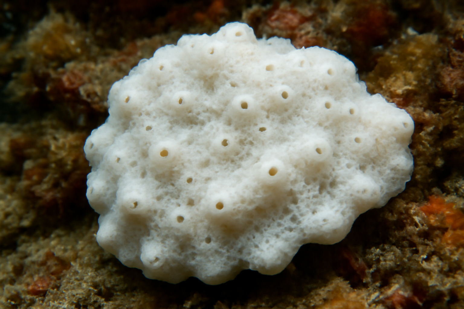 White encrusting sponge