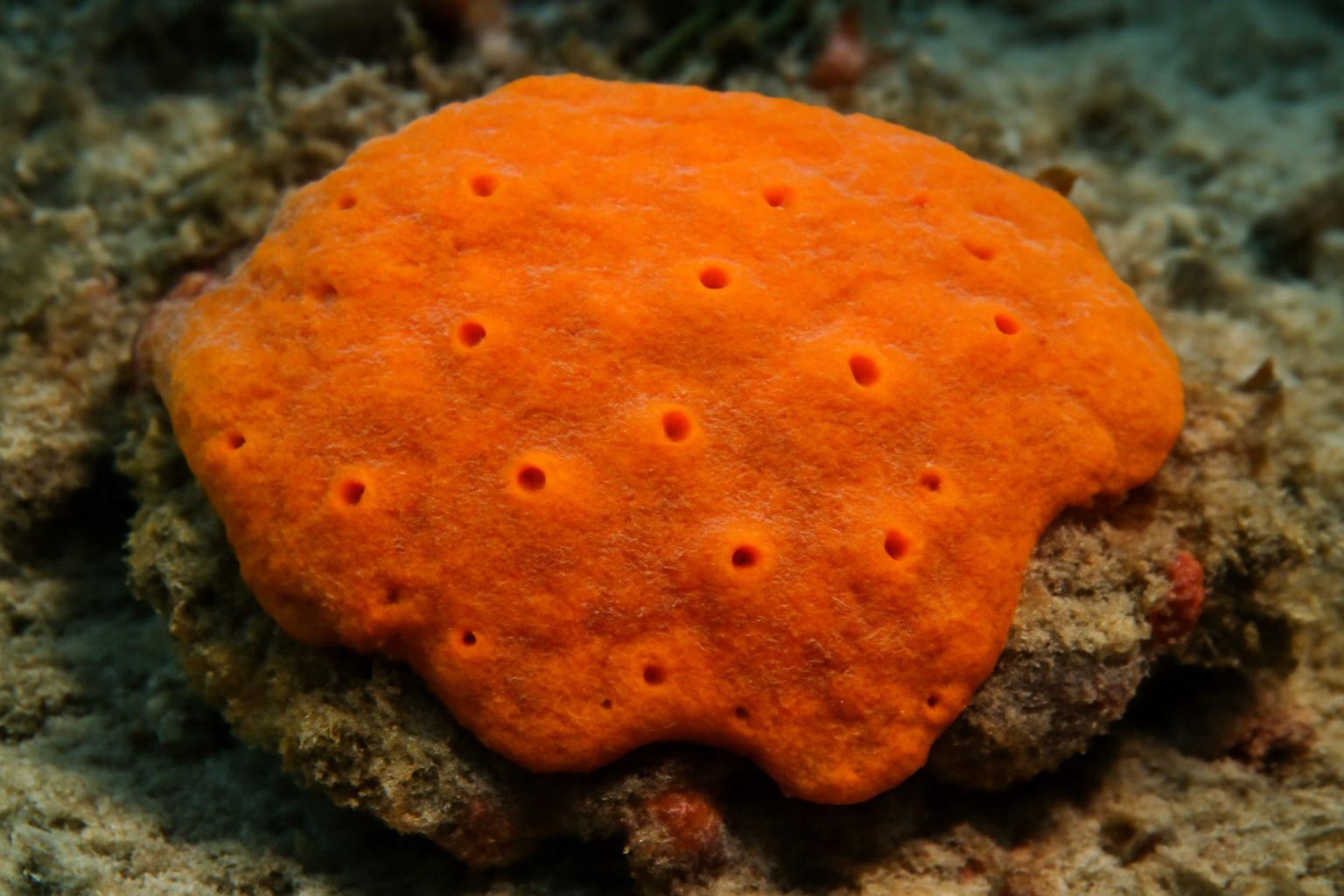 Orange encrusting sponge