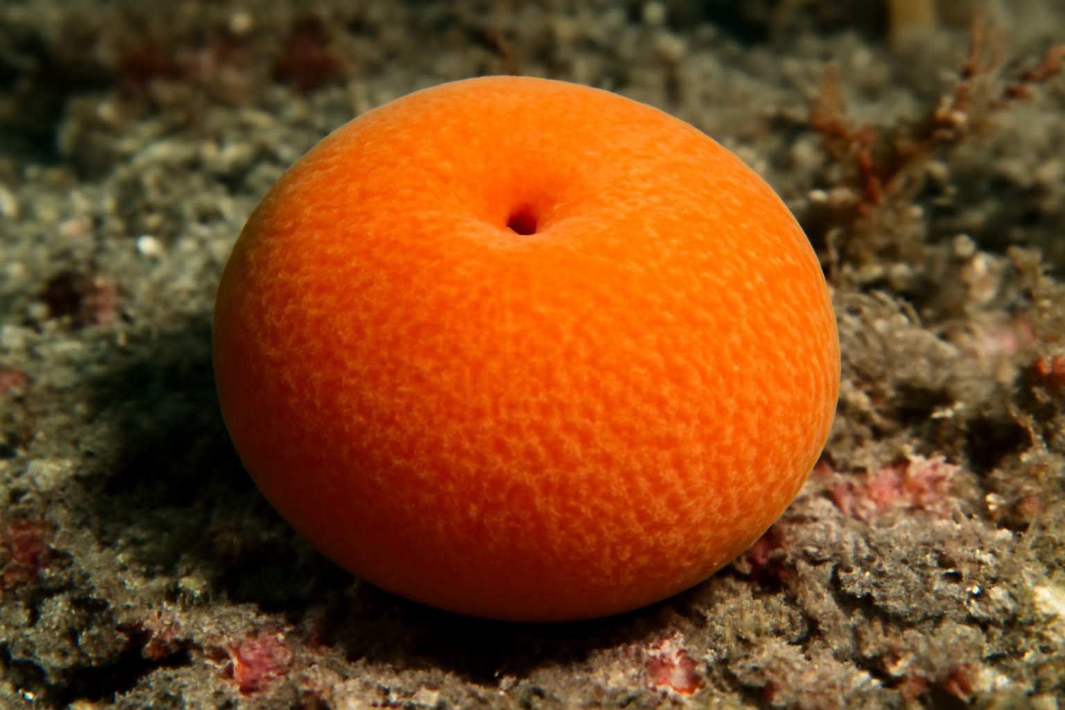 Orange Puffball Sponge
