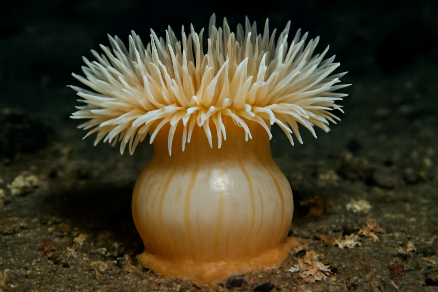 Inflatella's Sea Anemone