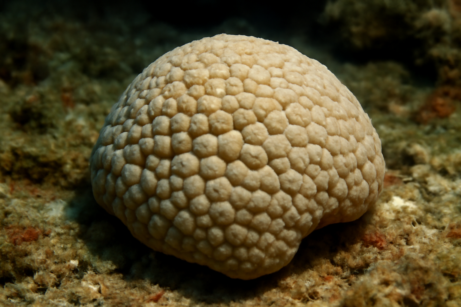 Pebble sponge