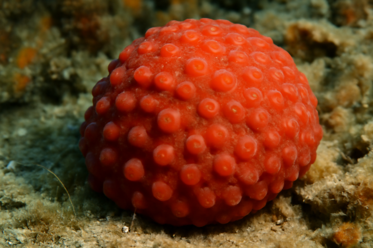 Red Bumpy Sponge