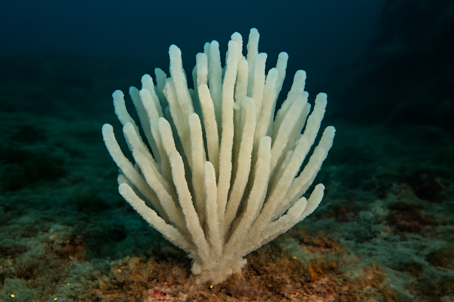 White Brush Sponge