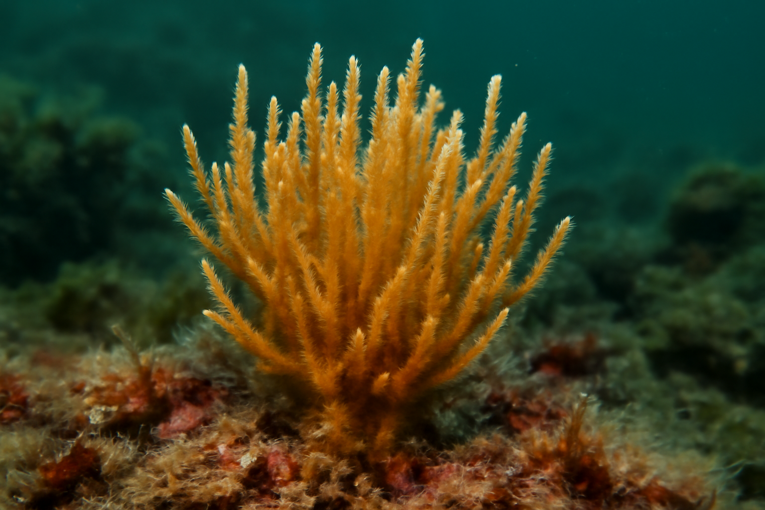 Mediterranean Raspailia