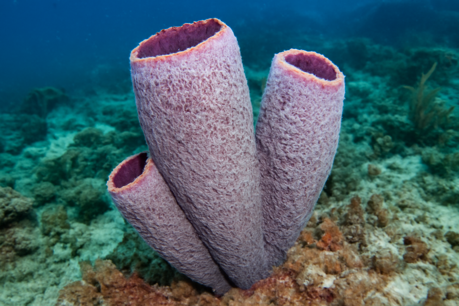 Caribbean Sponge