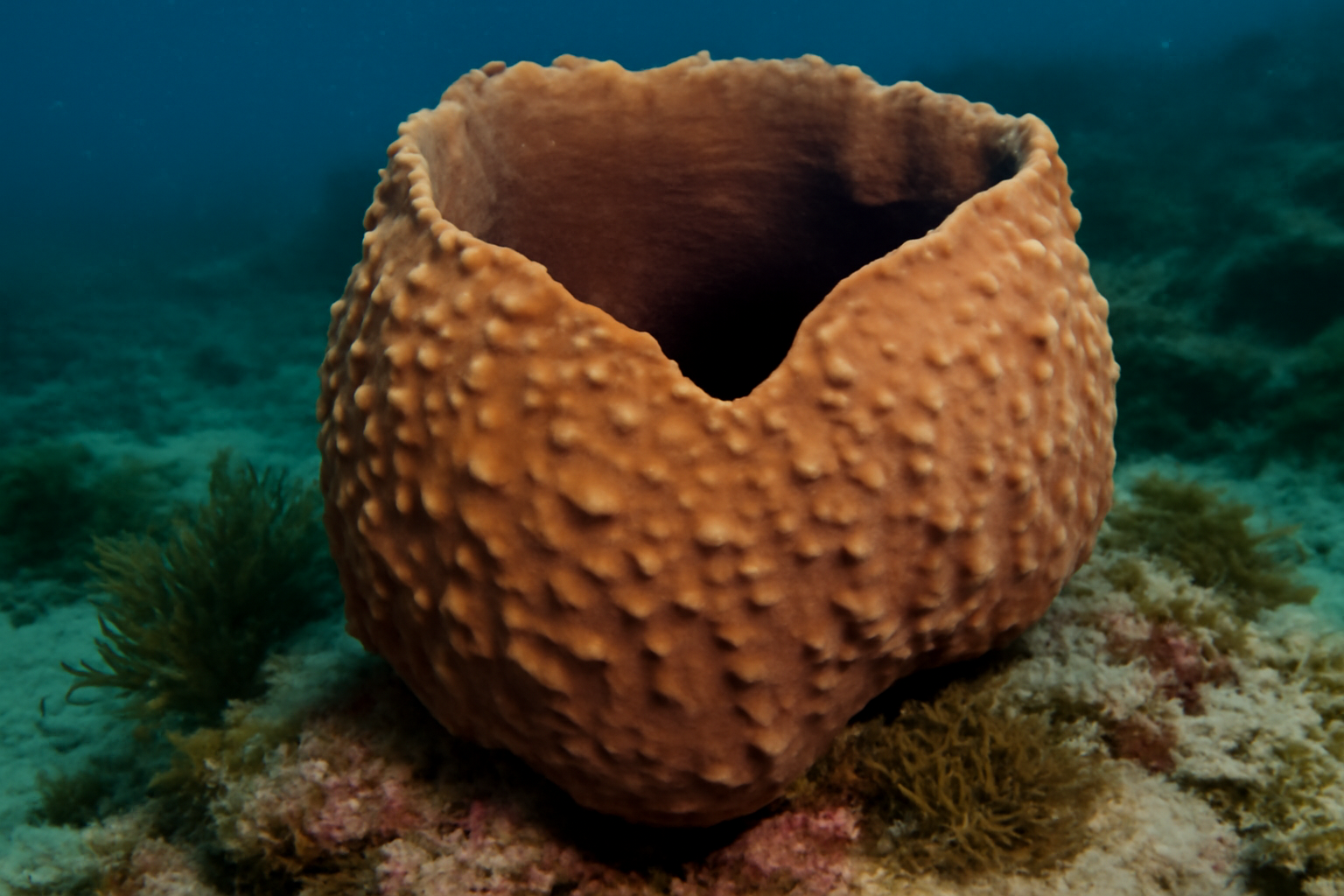 Australasian Sponge