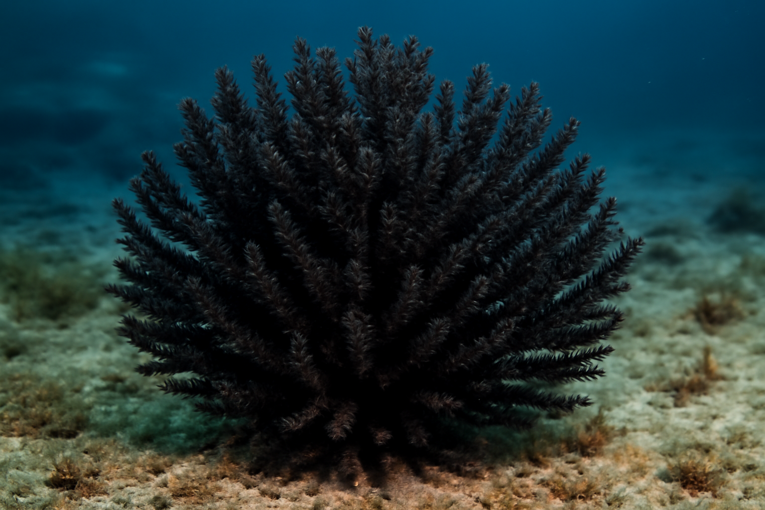 Compact Black Coral