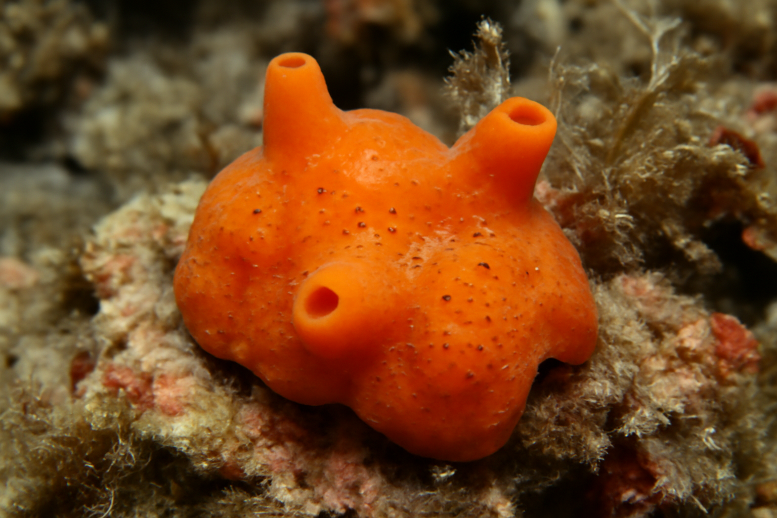 Tedania klausi