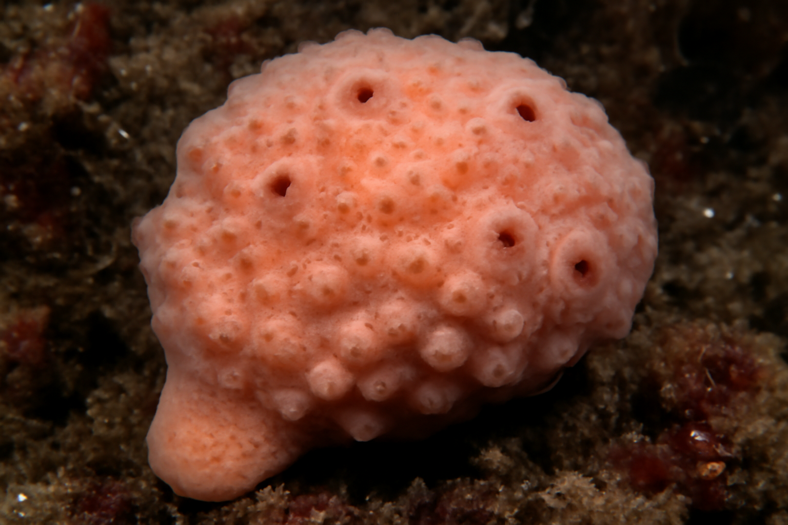 Tedania charcoti