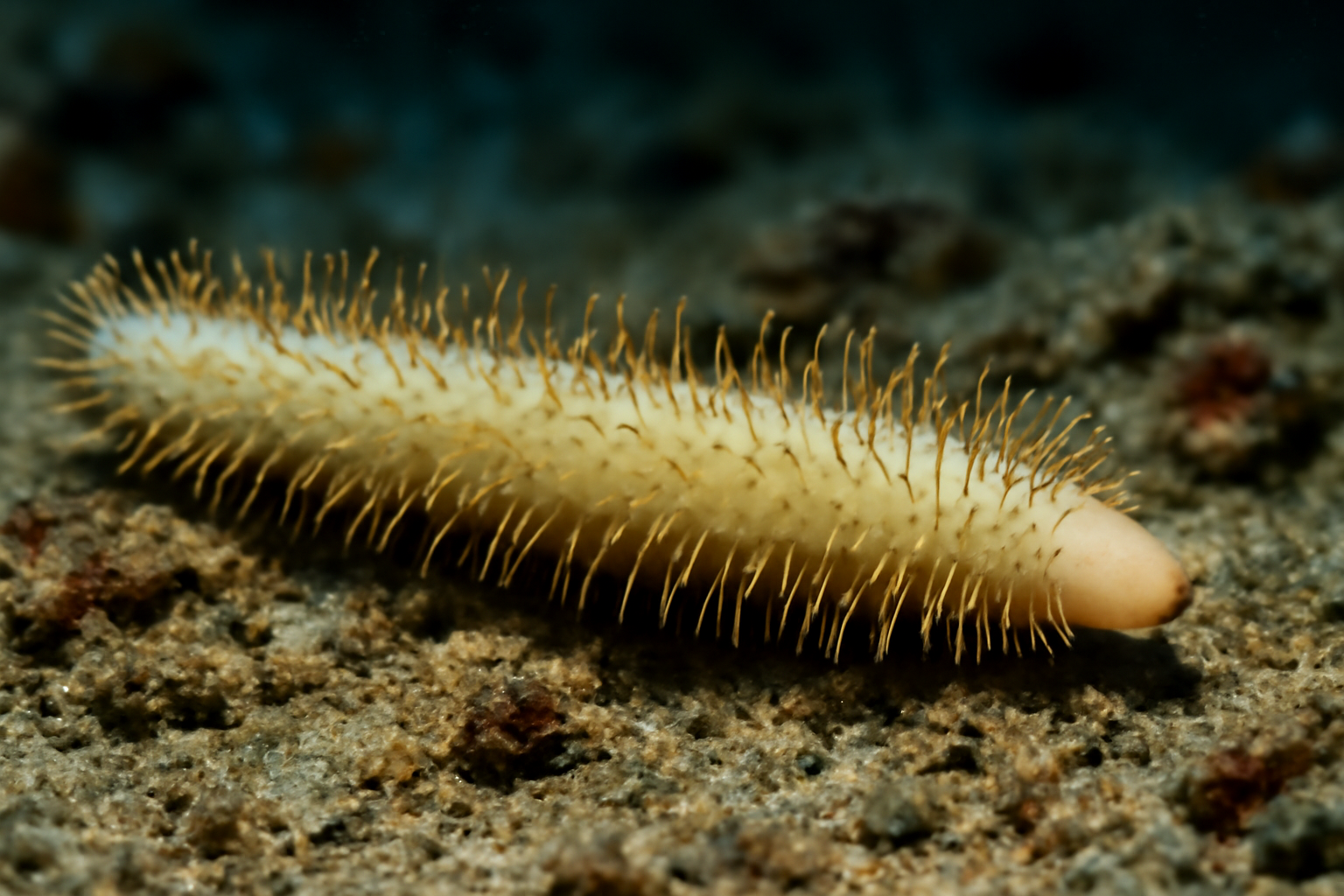 Aciculites worm