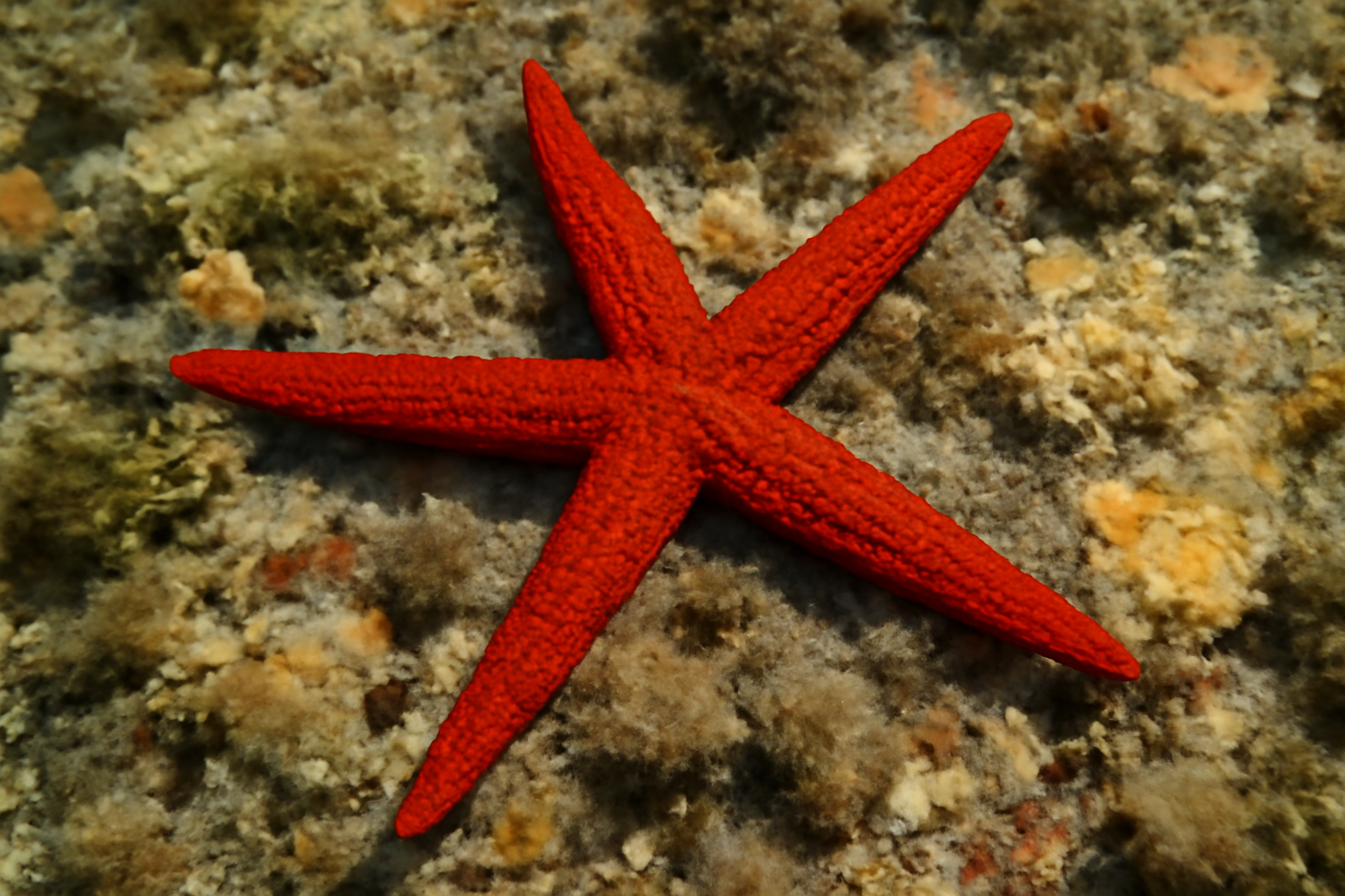 Red Sea Star
