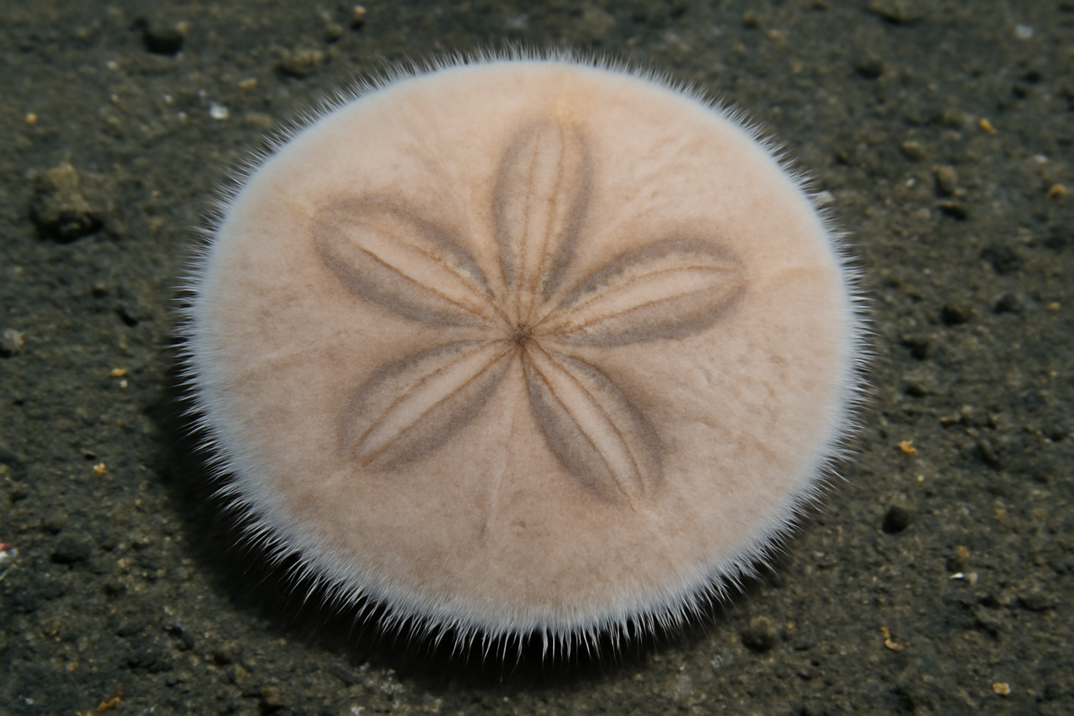 Deep sea sand dollar