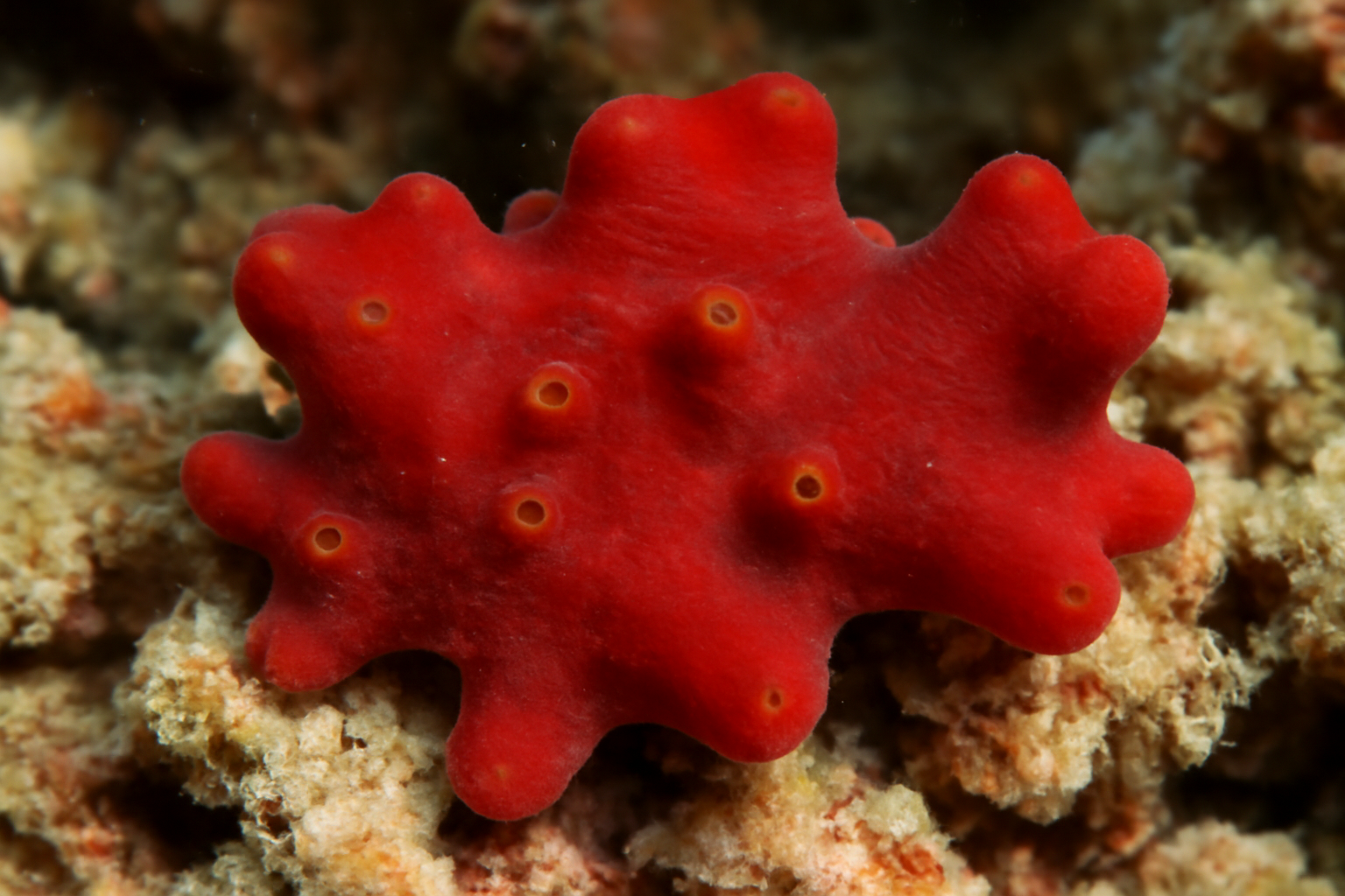 Red Sea Chalinula