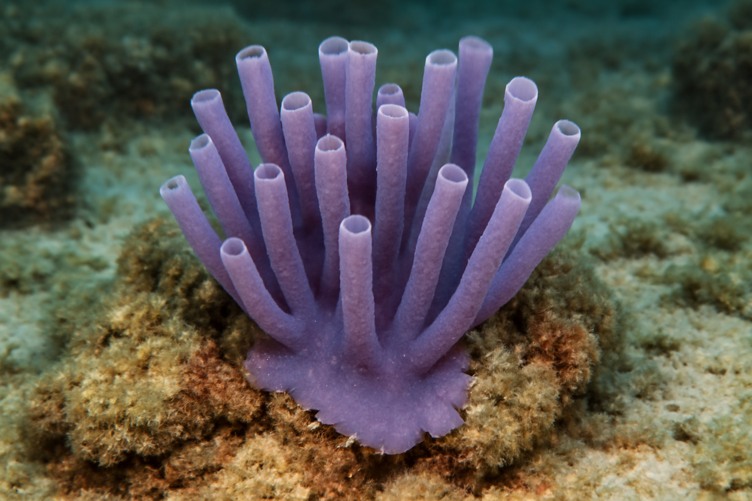Chalinula nematifera