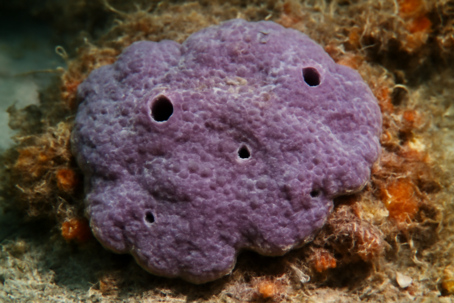 Encrusting Sponge
