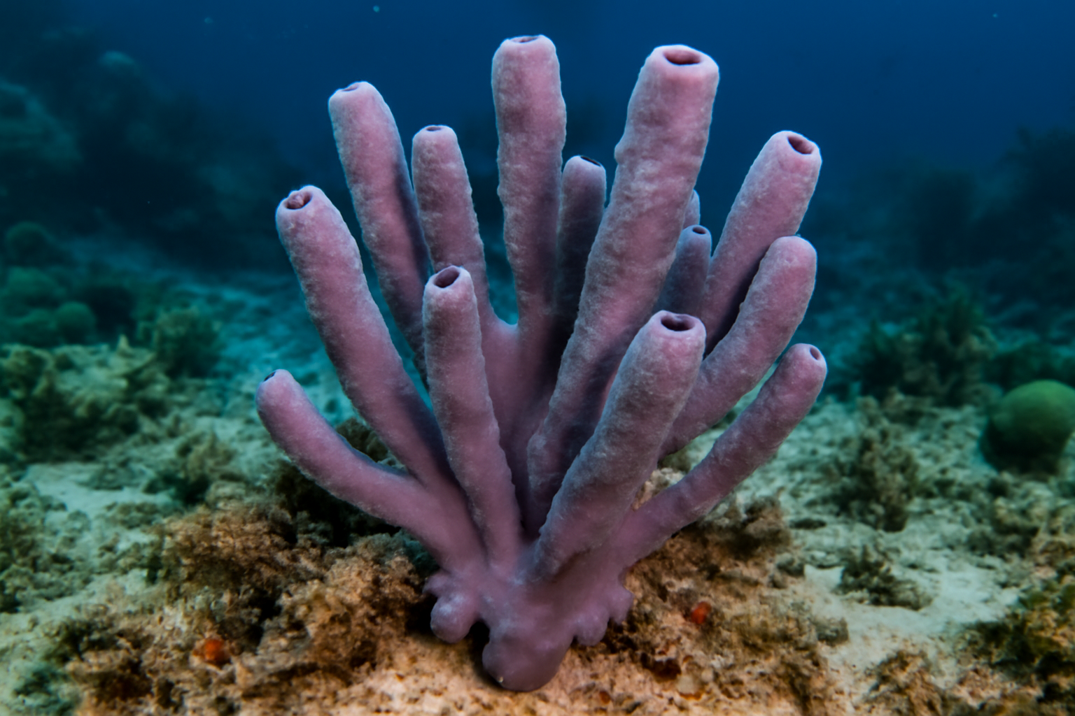 Chalinidae sponge