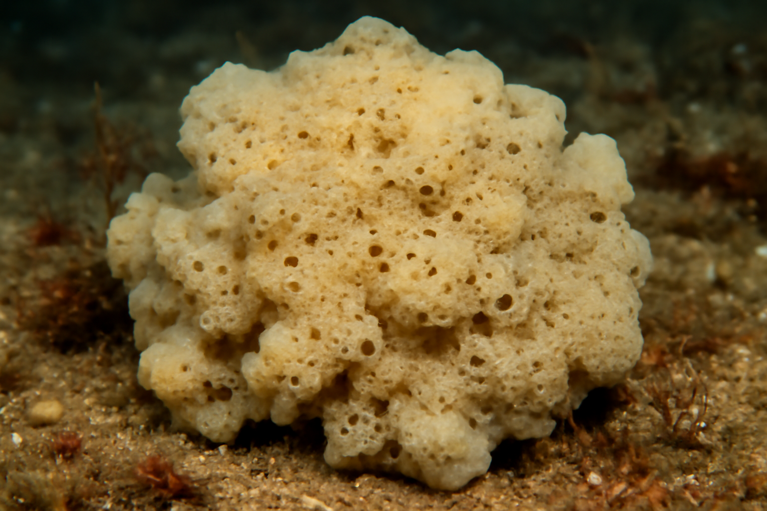 Variable Breadcrumb Sponge