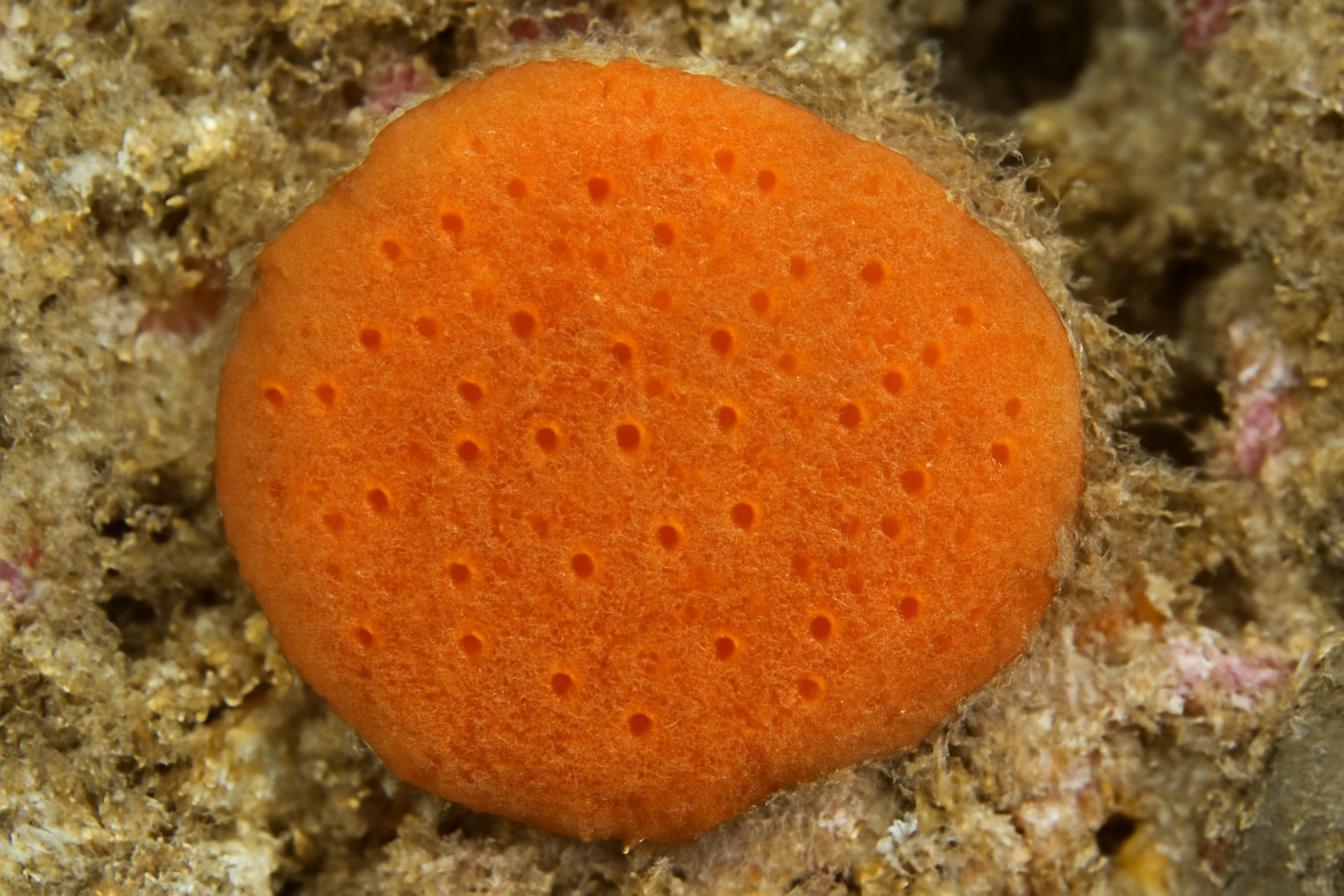 Hymedesmia Sponge