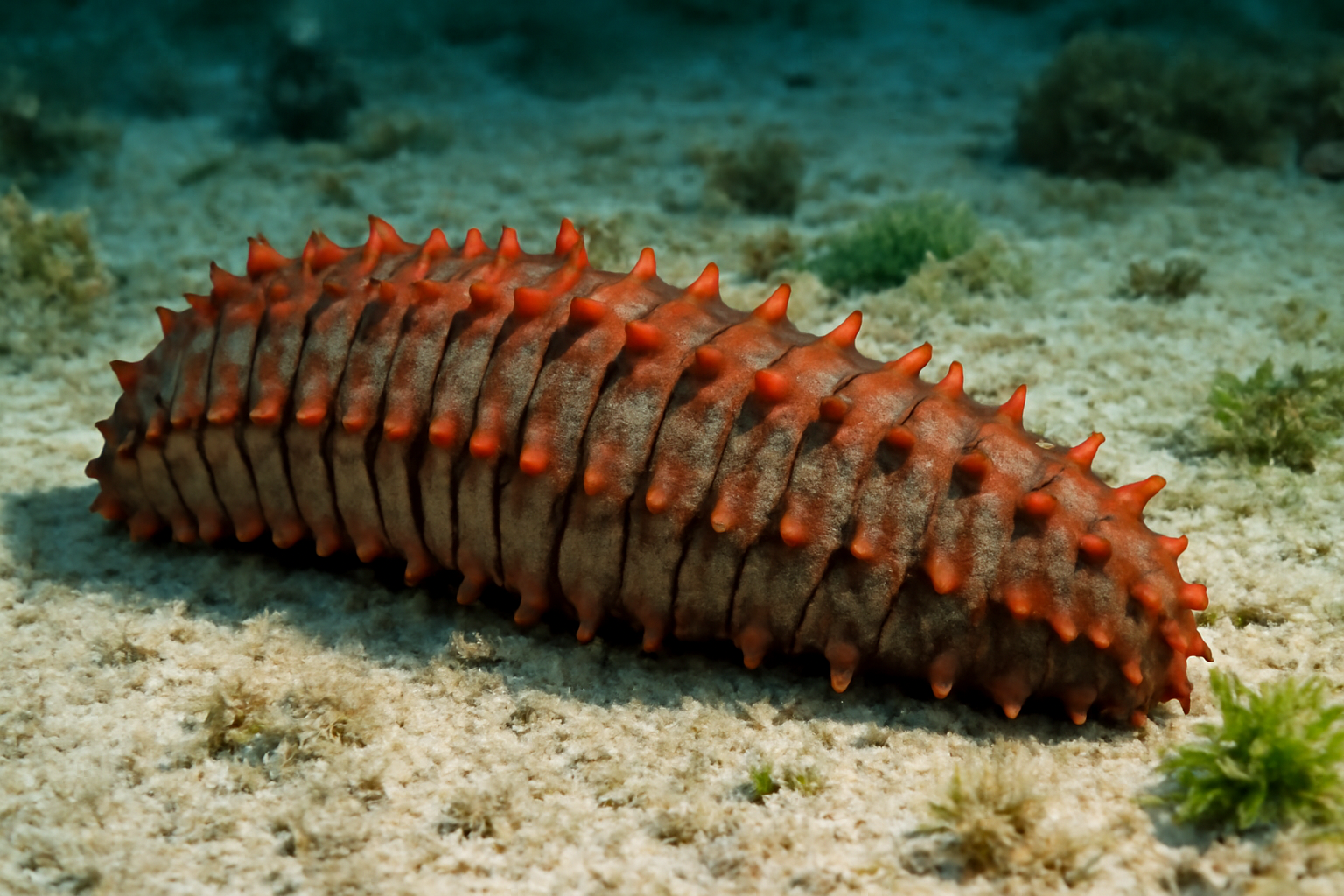 Ridged Sea Cucumber