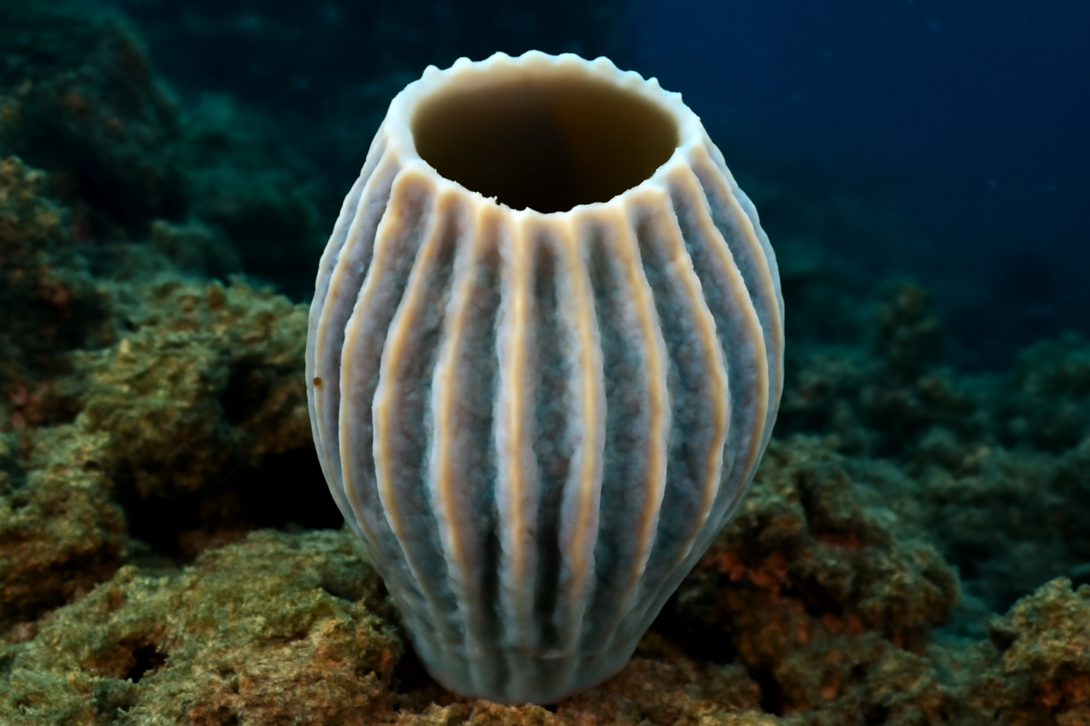 Striped sponge