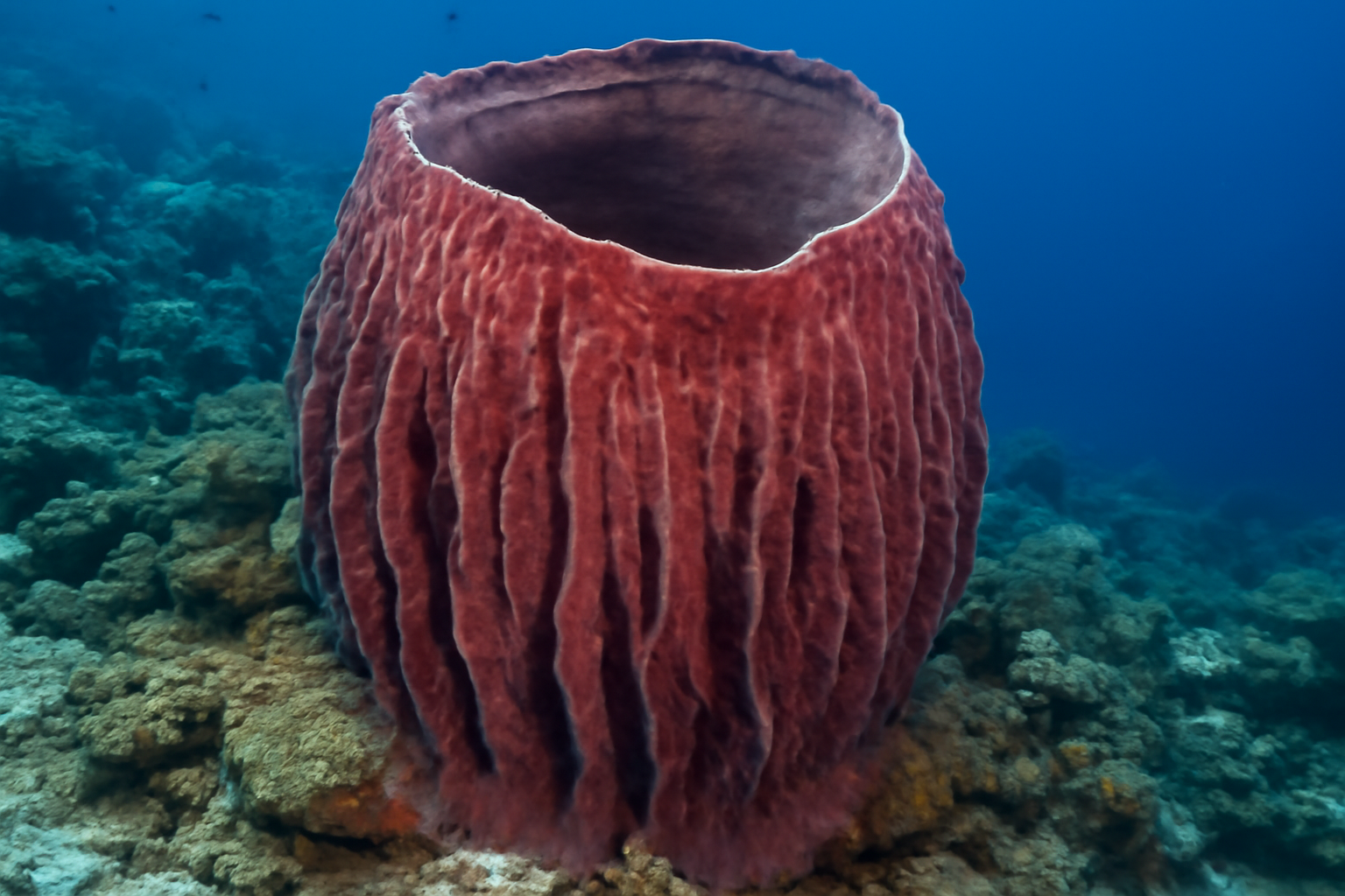Giant Barrel Sponge