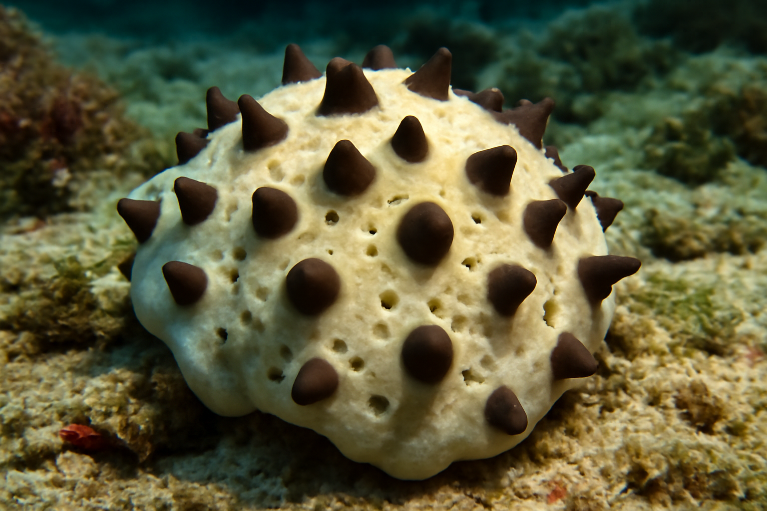 Chocolate Chip Sponge