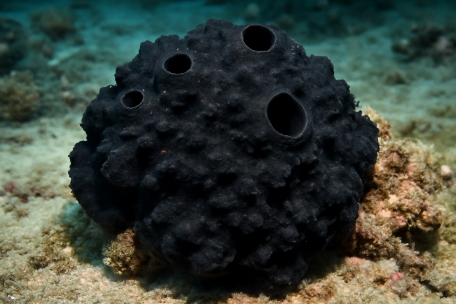 Black Sponge