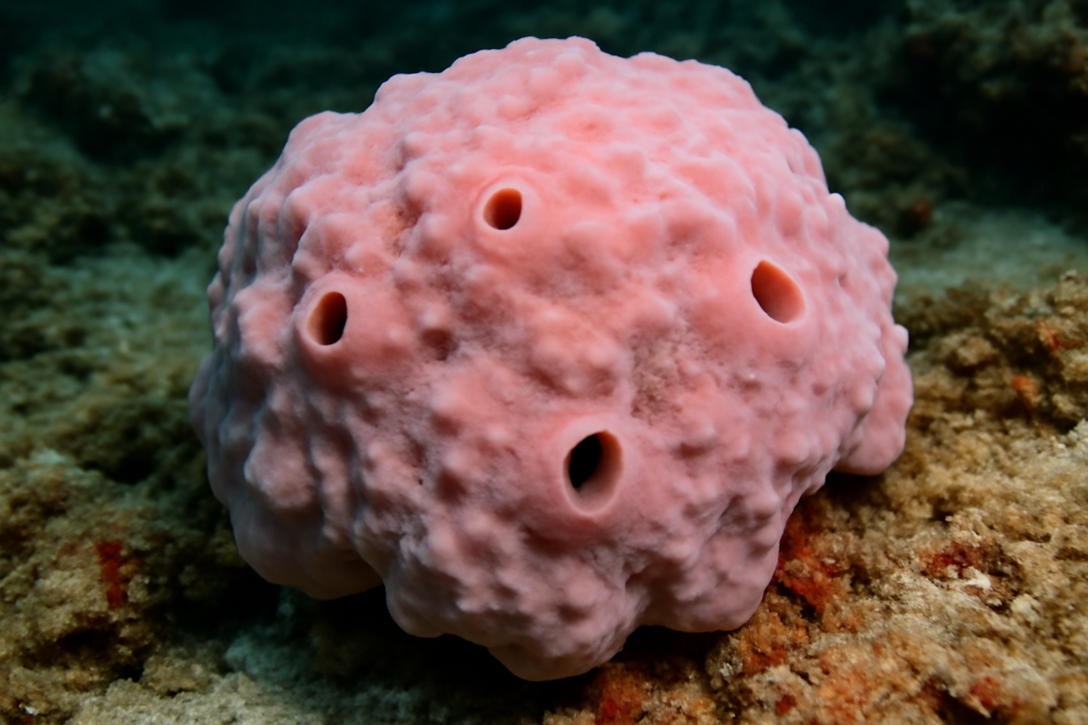 Pink Rock Sponge
