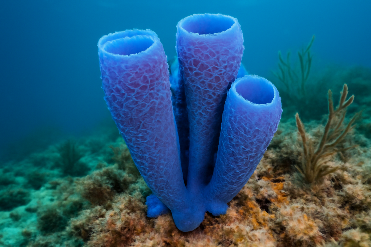 Azure Vase Sponge
