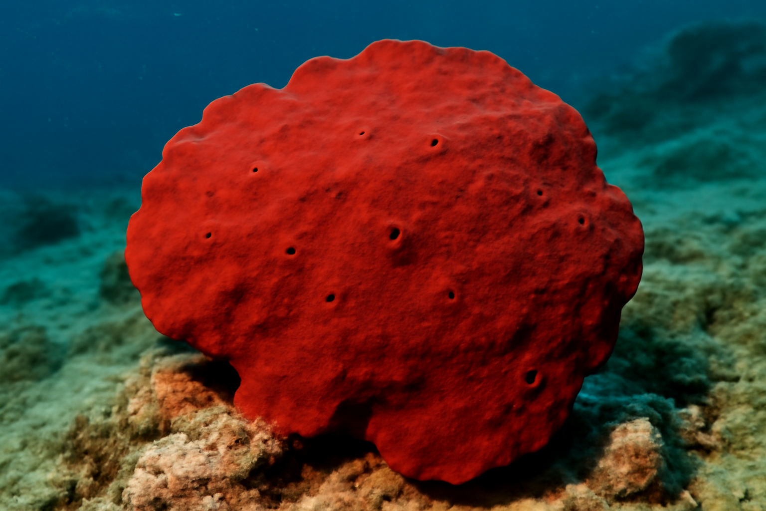 Red Reef Sponge