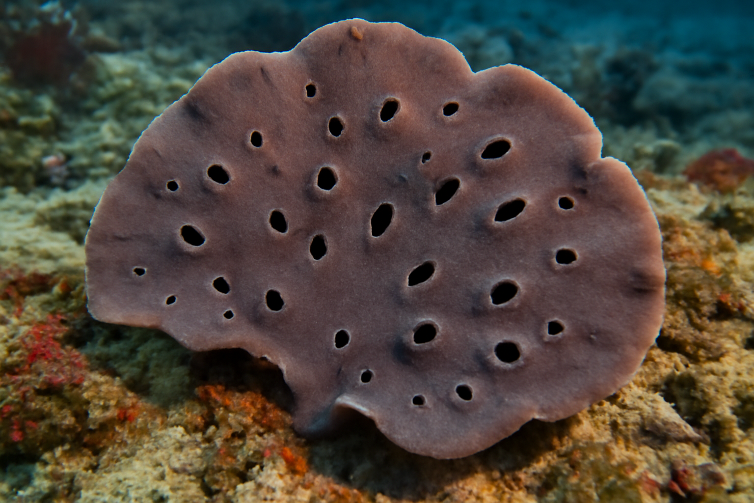 Carteriospongia intermedia