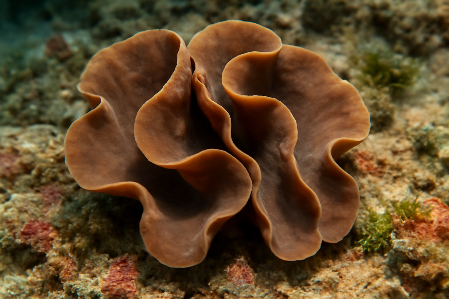 Carteriospongia contorta