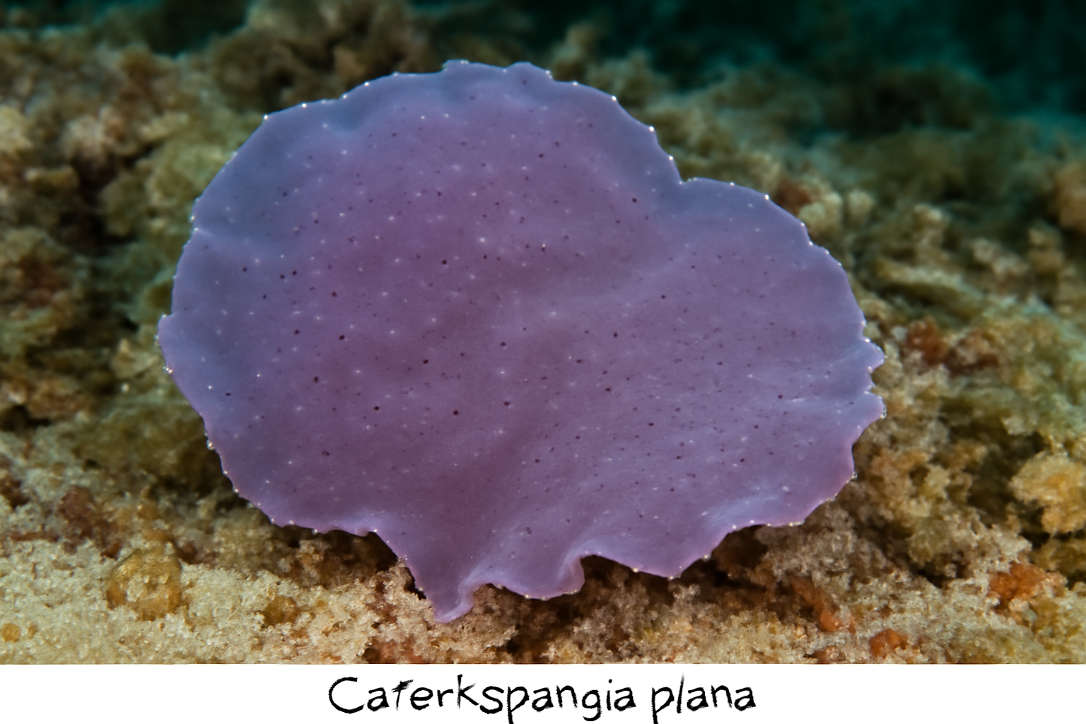 Carteriospongia plana