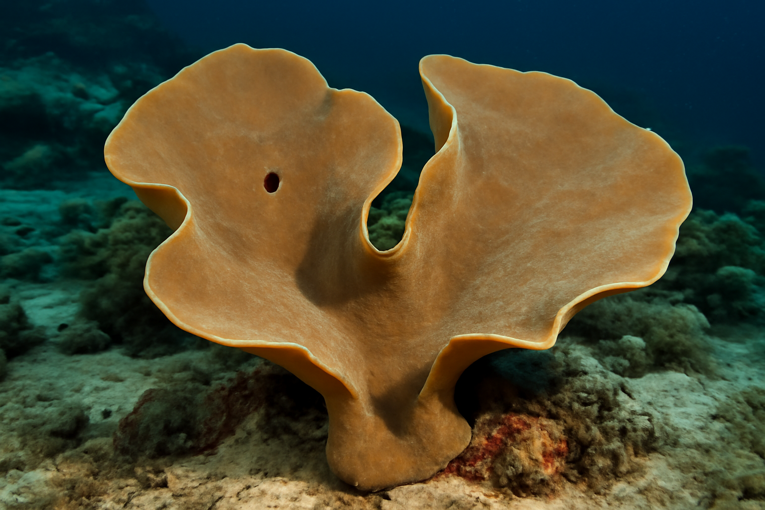Elephant Ear Sponge