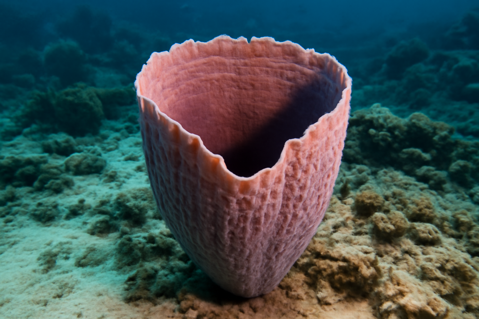 Vase Sponge