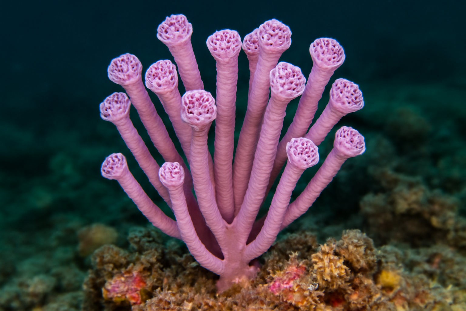 Cherry Blossom Rope Sponge