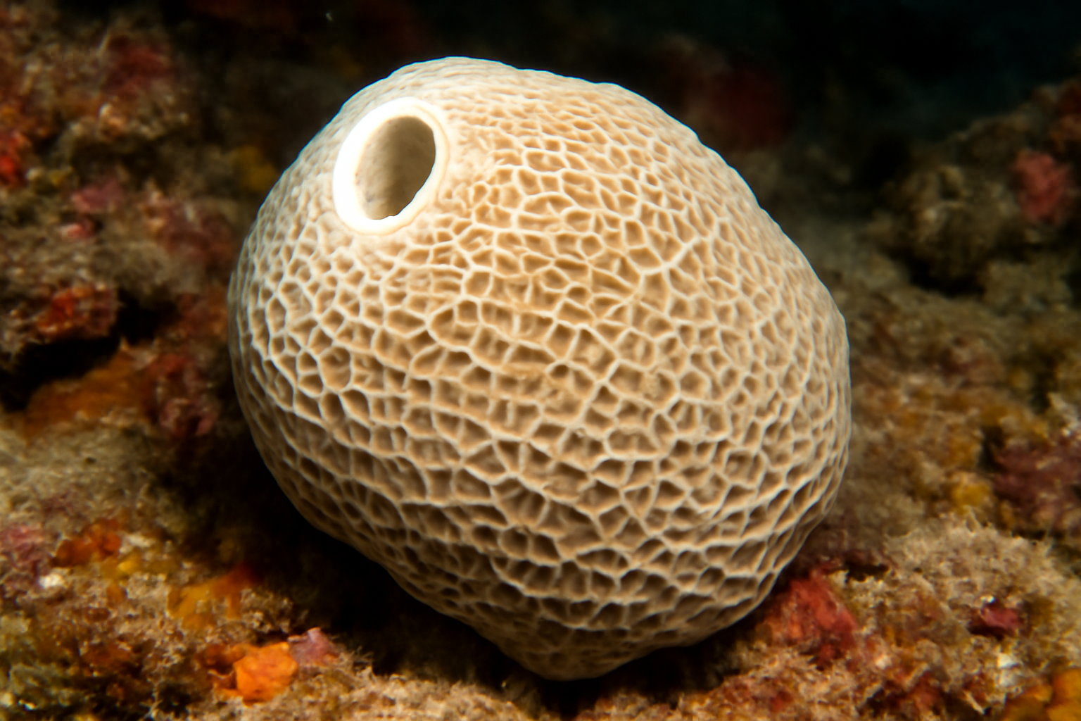Thorecta reticulata