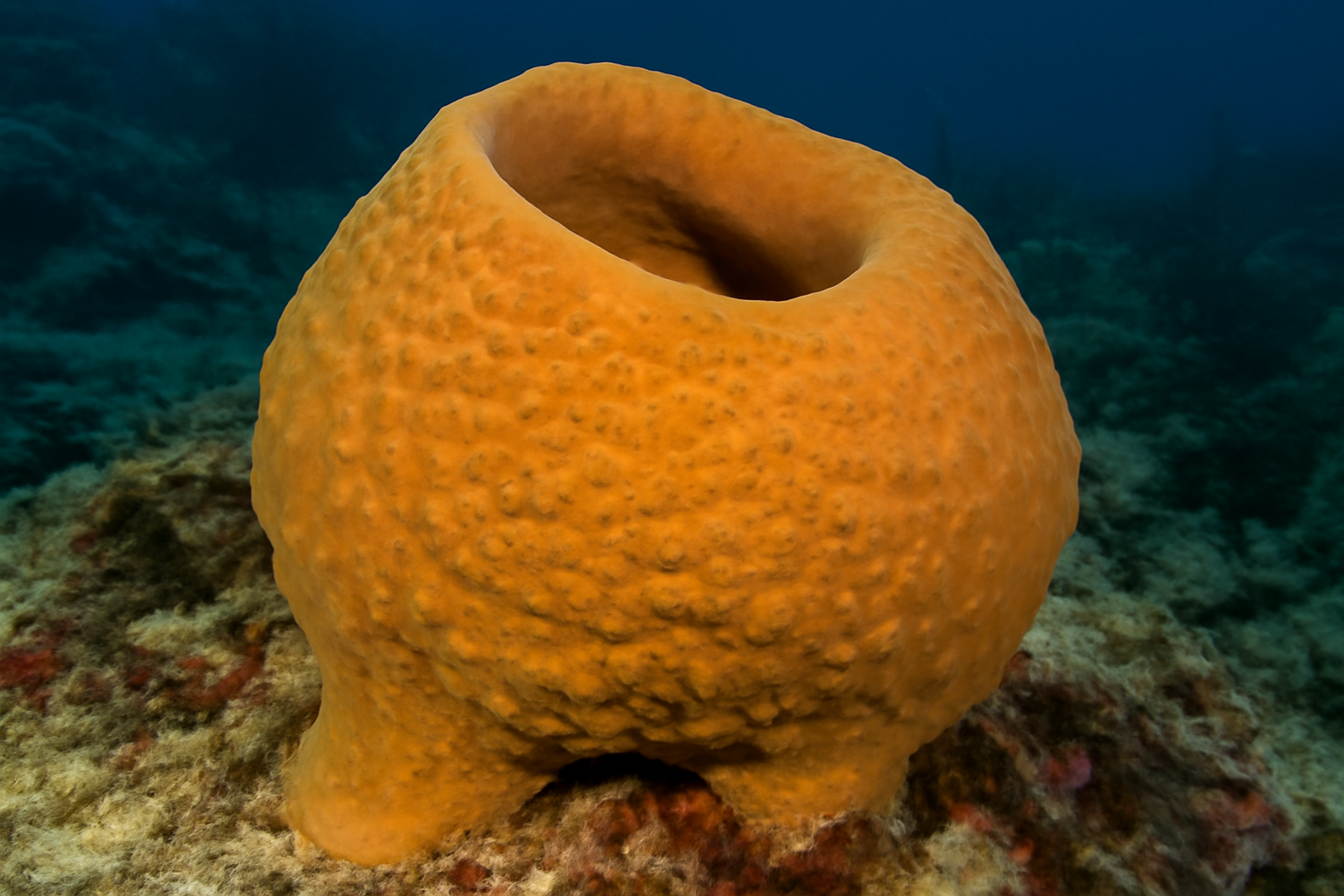 Thorecta antillensis