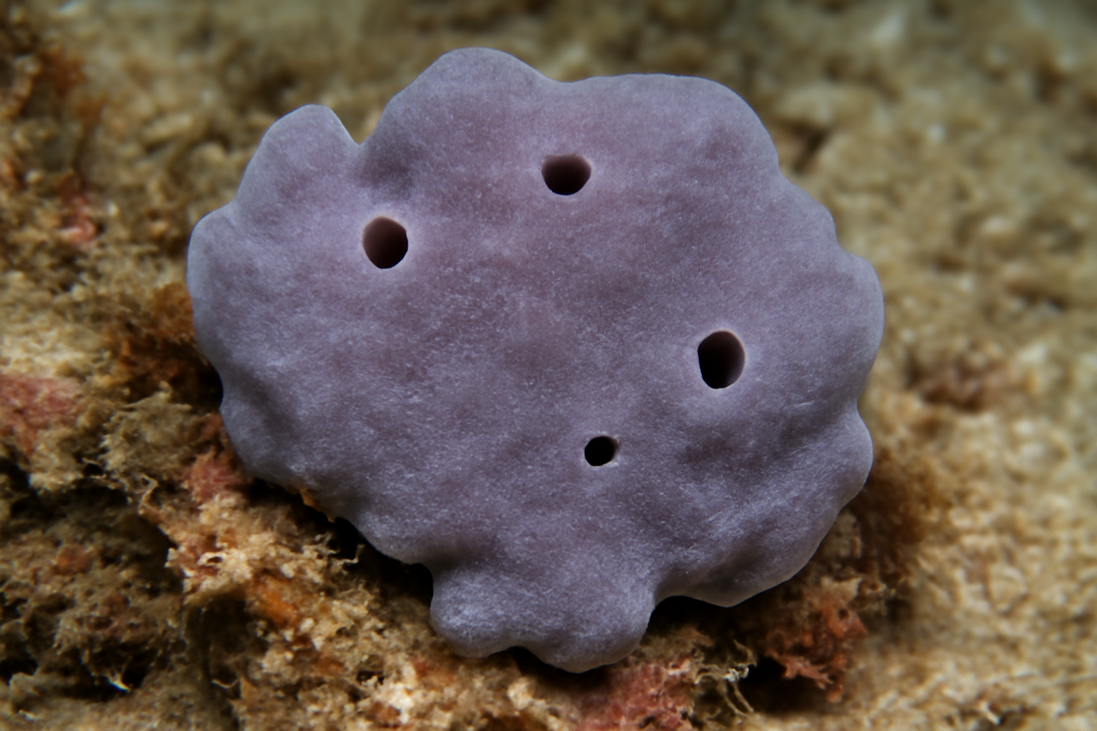 Haliclona permollis
