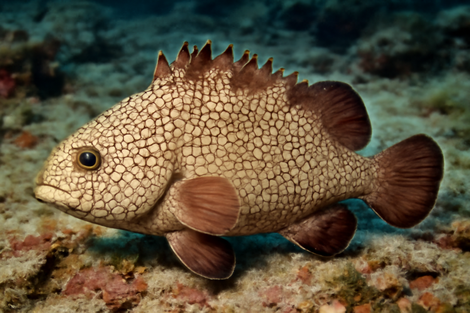 Soapfish Sponge